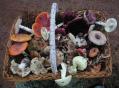 CHAMPIGNONS D'OCTOBRE
